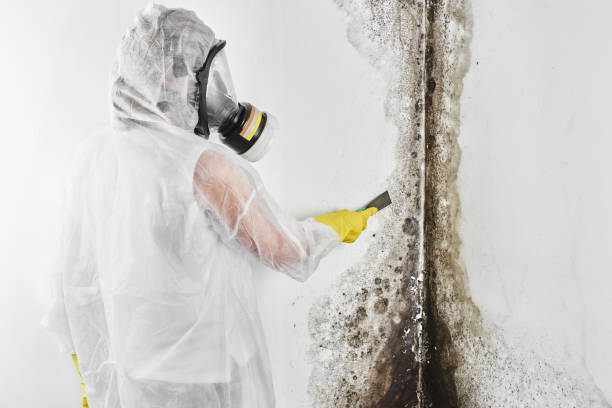 Best Mold Removal Company Near Me  in Hockessin, DE