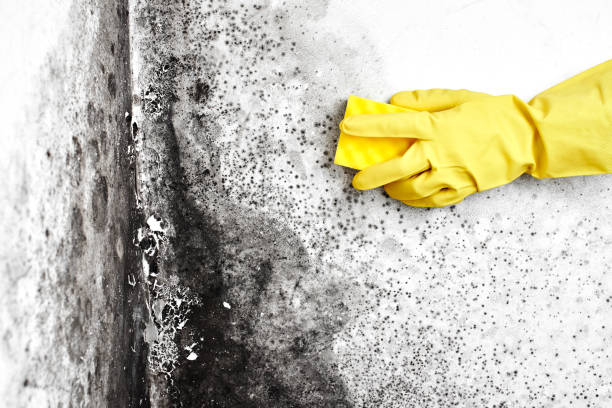 Best Professional Mold Removal  in Hockessin, DE