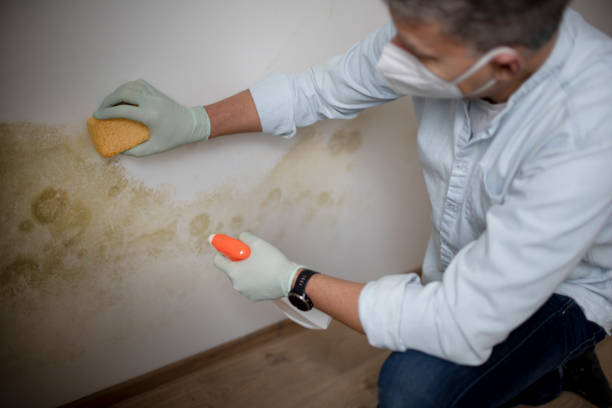 Best Best Mold Removal Companies  in Hockessin, DE