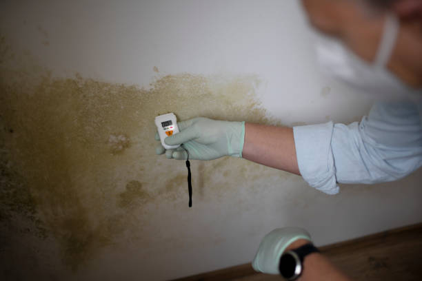 Crawl Space Mold Removal in Hockessin, DE