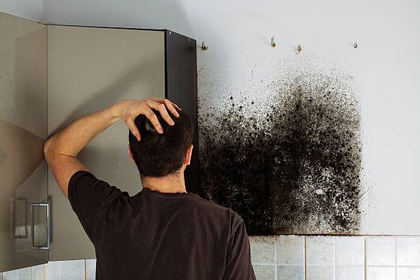 Best Toxic Mold Removal  in Hockessin, DE