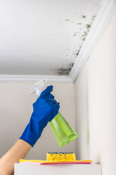 Best Mold Damage Repair  in Hockessin, DE