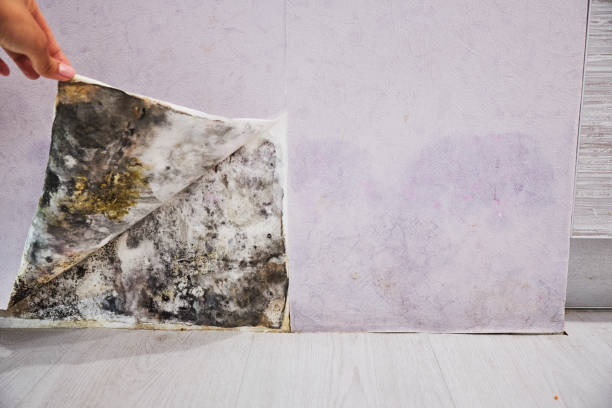 Best Commercial Mold Removal  in Hockessin, DE